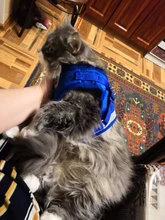 Conjunto de arnés y correa reflectante de seguridad para perros pequeños y medianos, arnés para gato, chaleco, correa de pecho para cachorro, Bulldog, Chihuahua