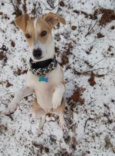 Personalized Fabric Super Strong Durable Martingale Collars for Dogs Heavy Duty Duty