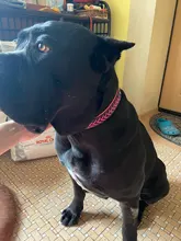 Cat-Nameplate-Collar Engraved Puppy Dogs Custom Personalized Adjustable Pug for Small