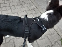 Truelove Pet Dog Harness Large Small For Pitbull Reflective Safety Harness For Dogs