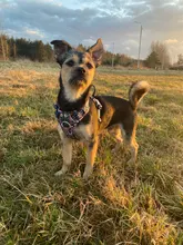 Truelove-arnés Floral sin tirones para mascotas, tela de algodón transpirable y reflectante, suave, para gatos y perros pequeños y medianos, para caminar y correr, TLH5655