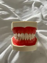 Modelo de enseñanza Dental de Modelo Dental, modelo estándar con mordedores de 32 tornillos, goma dura suave, 28 y 24 dientes