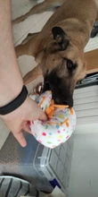 Dog-Toy Cupcake Chew Stuffed Interactive Plush-Birthday Squeaky Bite-Resistant Soft Cute
