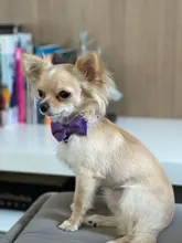 Collar de gato de terciopelo con lazo liso para cachorro, Chihuahua, con campana, hebilla de seguridad ajustable, pajarita para gatos, accesorios para mascotas