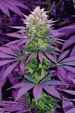 CNC de la motocicleta de la barra de la manija adaptador de montaje del soporte de abrazadera cónico Universal de la barra de la manija elevador para 7/8 22mm gordo abrazadera de manillares