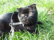 Collar que elimina pulgas y garrapatas para perros y gatos, repelente de mosquitos e insectos, Collar para gatos de pulga y garrapata de hasta 8 meses