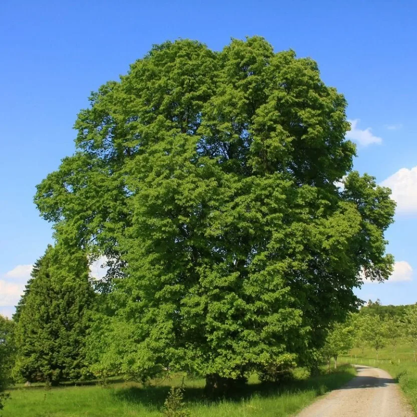 Graines de Tilleul à grandes feuilles - Semences de Tilia platyphyllos