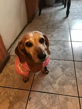 Dog clothes adidog 2020 new winter Pet clothes small and medium-sized dog Hoodies puppy