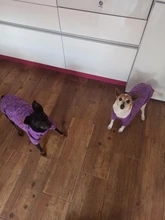 Ropa de Perro para perros pequeños de Jersey para Perro Ropa para perros de invierno Ropa de Chihuahua clásico mascota traje de Ropa Perro 20-22S1