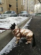 Ropa de abrigo para Perros Bulldog Francés, Ropa de cachorro, Chihuahua, yorkie, abrigo de perrito mascota, chaqueta, perros, mascotas