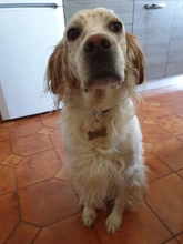 Collar personalizado para mascotas, etiqueta de identificación grabada con nombre de Mascota para gato, cachorro, perro, colgante, llavero, accesorios para mascotas