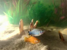 Grass-Ornament Decoration Viewing-Decor Aquarium-Plants Aquatic Fish-Tank Water-Weeds