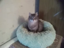 Dog-Bed Large Kennel-Sleeping-Bag Pets Cat Round Washable Plush Soft Little-Medium Long