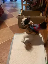 Novelty Halloween Dog Costumes Pet Clothes Cowboy Dressing up Jacket Coats for Dogs Funny