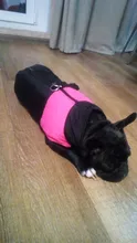 Vest Jacket Pets-Clothing Pug-Coat Puppy Dogs French Bulldog Waterproof Small Winter