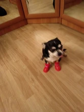 Zapatos antideslizantes para mascota de perro de lluvia, botas de goma impermeables para chihuahua, calzado para exteriores, calcetines para perro