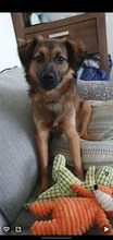 Juguetes grandes de dinosaurio de lana para mascotas, perros gigantes, juguetes interactivos para perros grandes, juguetes masticables para perros, Chihuahua, sonido de peluche