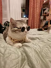 Gafas de sol Multicolor para Gato, productos para perrito y gato, accesorios para fotos, suministros para mascotas