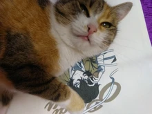 Perros Callejeros Bungou Osamu Dazai Anime de impresión de dibujos animados de bolsas de compras de las niñas de moda Casual paquete bolso de mano