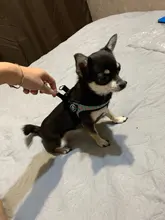 Seat-Belt Harnesses Stunt Puppy Bull Small-Pet Terrier Printed Dogs Chihuahua Shih Tzu