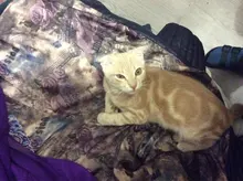 Converter-Module Vehicle-Charger Step-Down LM2596 DC-DC 5V To 3A 6V-40V for Dual-Usb