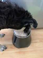 Comedero grande para perros y gatos, suministros de comida para mascotas, cuencos para beber para perros y gatos