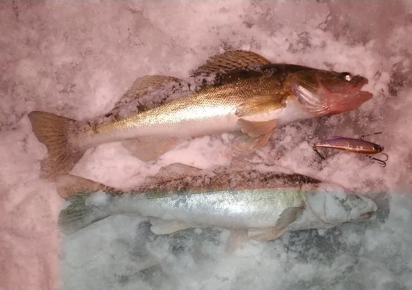 Судак зимой. Колючеперый судак. Балансир на судака со льда. Ловля судака на белом озере зимой. Балансиры на судака.