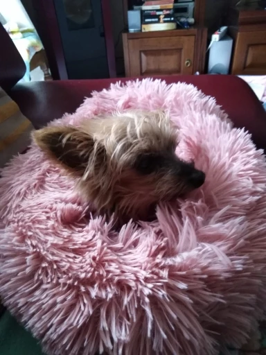 Donut Dog Bed | Donut Pet Bed | Donut Calming Pet Bed | Plush Donut Dog Bed photo review