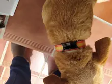 Etiquetas de identificación personalizadas para perros y gatos, grabadas, TEL. Etiquetas para el cuello para mascotas, Gato de acero inoxidable con nombre, accesorios para perros