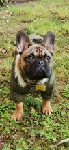 Hoodie Jacket Pet Dogs Cats Chihuahua Winter Medium Warm And Lightweight