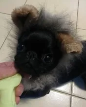 Disfraz de perro o gato Peluca de melena de León, gorro para gato, perro, ropa de Halloween y Navidad, vestido de lujo con orejas, ropa para mascotas