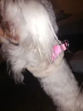 Vest Leash-Set Puppy-Harness Dog No-Pull French-Bulldog Pet-Chihuahua Small Padded Adjustable