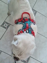 Vest Pet-Harness Reflective Running-Training-Belt Dog Truelove French-Bulldog No-Pull