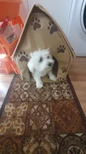Tent Dog-House Small Dog-Accessory Cat-Kennel Foldable Travel Pet-Bed Footprint Delicate-Design