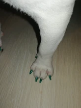 Tapas coloridas para uñas de gato, 20 unids/lote con pegamento adhesivo gratis, talla XS S M LGift para mascotas
