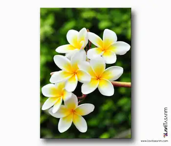 

Hawaiian Flower Canvas Painting-Home Picture Frames Wall Photo Frame Wooden Canvas Frame