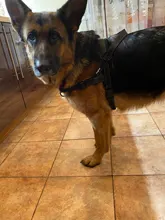 Arnés ajustable para perros medianos y grandes, chaleco reflectante de entrenamiento para caminar, sin tirones, para mascotas