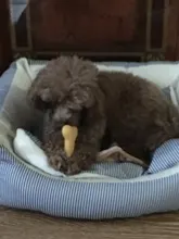 Juguete de hueso bonito para perros y gatos, soporte para masticar, limpieza dental, juguetes con sonido, adiestramiento de cachorros, suministros interactivos para mascotas