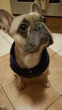 Abrigo de invierno para mascotas, ropa cálida para perros pequeños, abrigo de Navidad para perros grandes, chihuahua