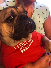 Letras de moda impreso Bulldog francés Camisa de algodón elástico ropa de perro mascota para Yorkshire Chihuahua verano bombero esposa camiseta bombero novia fuego emblema bombero Don bombero Cruz de traje
