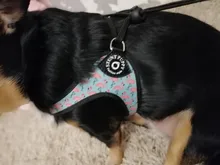 Seat-Belt Harnesses Stunt Puppy Bull Small-Pet Terrier Printed Dogs Chihuahua Shih Tzu