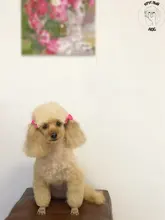 Hair-Yorkshire-Accessories Hair-Clips Grooming Bows Table-Bows Pets-Supplies Dogs Small