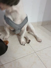 Arnés tipo chaleco sin tirones para perro, correa reflectante para perro pequeño y collar para terrier schnauzer Gato, suministros de entrenamiento para caminar, chihuahua
