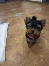 Nuevo lindo Collar campana para gatos Collar de perro Teddy Bomei perro de dibujos animados divertido huella collares lleva Cat accesorios Animal productos