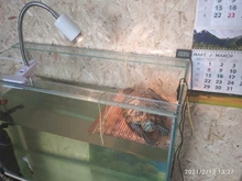 Conjunto de lámpara para reptiles UVA + UVB 3,0, con soporte de bombilla con Clip y termómetro, higrómetro, Tortuga, Kit de lámpara de calentamiento de base