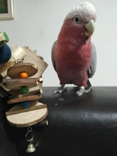 PipiFren Parrots Toys And Accessories For Bird Swing Supplies Stand Budgie For Parakeet