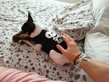 Puppy Shirt Teacup Dog-Vest Yorkie-Bulldog Dogs Pawstrip Summer Pet Small for Teddy