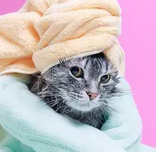 SS304 1.5 50.5MM Sanitary Stainless Steel Tri Clamp Clamps Clover for Ferrule