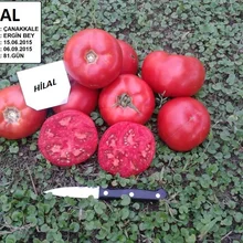 GSH-9535 F1(Hilal) отурак Domates Tohumu 1000 Adet