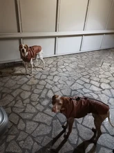 Jacket Vest Puppy-Clothing Pug-Coat Small Dogs Chihuahua Waterproof Winter Teddy Pet-Dog